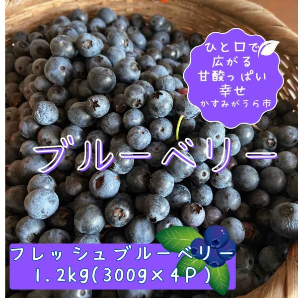 画像1: 【旬をお届け】かすみがうら市特産　フレッシュブルーベリー　300g×4パック (1)