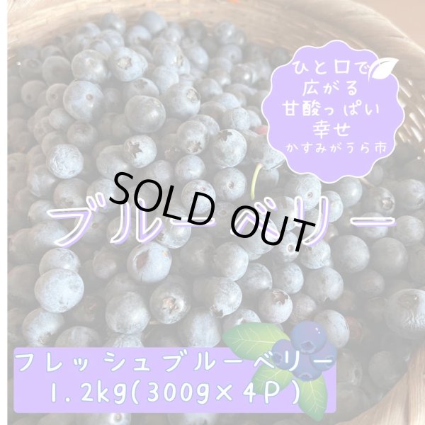 画像1: 【旬をお届け】かすみがうら市特産　フレッシュブルーベリー　300g×4パック (1)