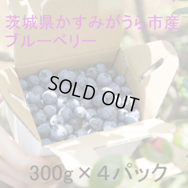 画像3: 【旬をお届け】かすみがうら市特産 フレッシュブルーベリー 300g×4パック (3)