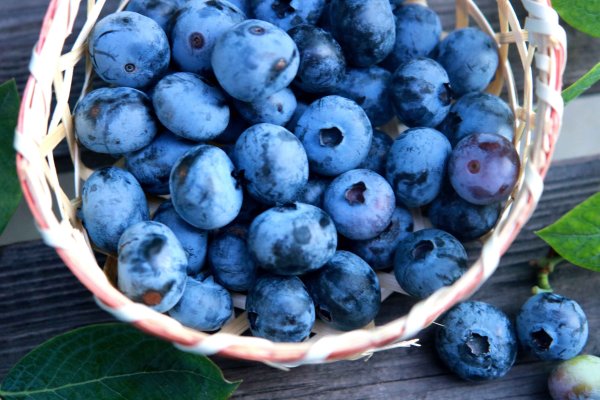 画像2: 『ブルーベリーやすだ』ブルーベリージャム 3個セット (2)