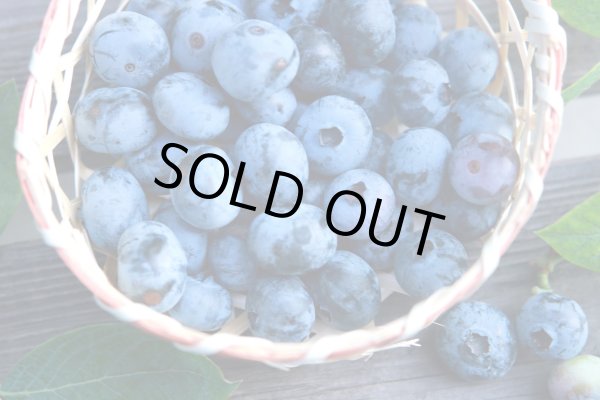 画像2: 【旬をお届け】かすみがうら市特産 フレッシュブルーベリー 300g×4パック (2)