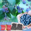 画像1: 【茨城県かすみがうら市産】樹上完熟 冷凍ブルーベリー 1kg（500g×2パック）国産・急速冷凍・大容量 (1)