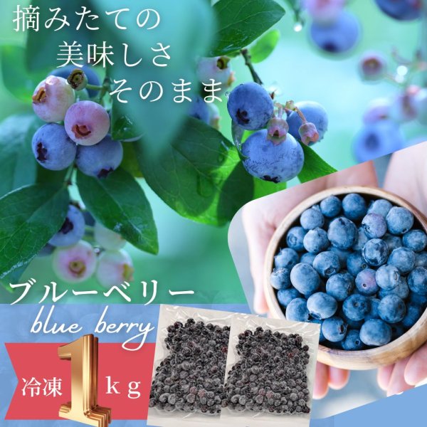 画像1: 【茨城県かすみがうら市産】樹上完熟 冷凍ブルーベリー 1kg（500g×2パック）国産・急速冷凍・大容量 (1)