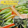 画像2: 【先行受付】マルカファームの朝採れ「とうもろこし」10本セット (2)
