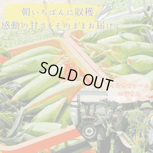 画像2: 【先行受付】マルカファームの朝採れ「とうもろこし」10本セット (2)