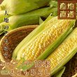 画像1: 【先行受付】マルカファームの朝採れ「とうもろこし」10本セット (1)