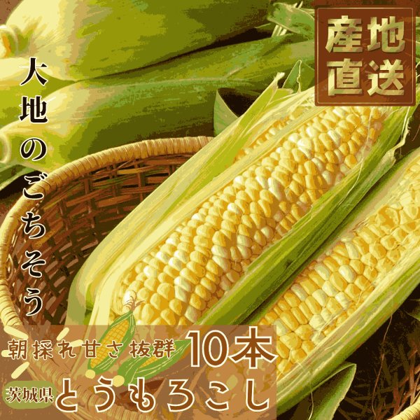 画像1: 【先行受付】マルカファームの朝採れ「とうもろこし」10本セット (1)