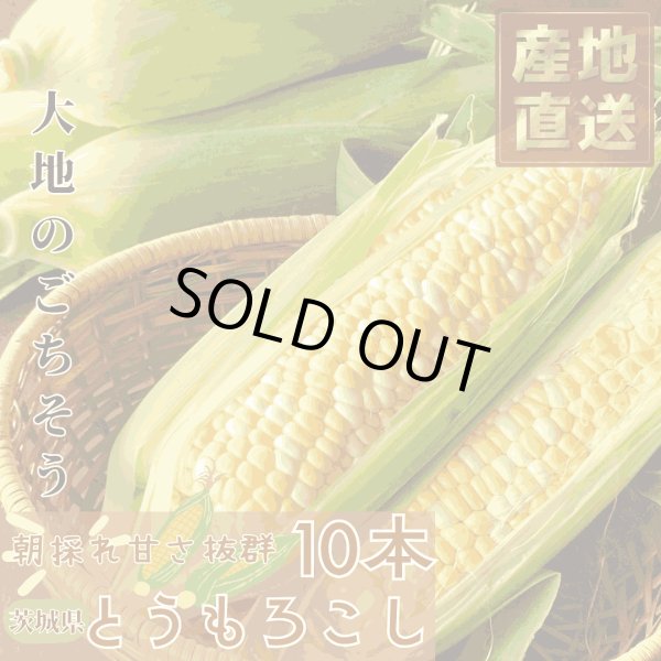 画像1: 【先行受付】マルカファームの朝採れ「とうもろこし」10本セット (1)
