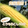 画像5: 【先行受付】マルカファームの朝採れ「とうもろこし」10本セット (5)