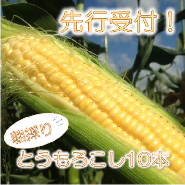 画像4: 【先行受付】マルカファームの朝採れ「とうもろこし」10本セット (4)