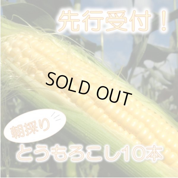 画像5: 【先行受付】マルカファームの朝採れ「とうもろこし」10本セット (5)