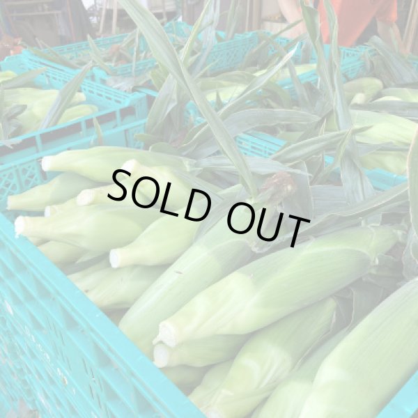 画像3: 【先行受付】マルカファームの朝採れ「とうもろこし」10本セット (3)