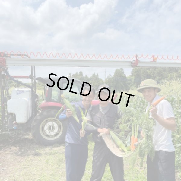 画像4: 【先行受付】マルカファームの朝採れ「とうもろこし」10本セット (4)