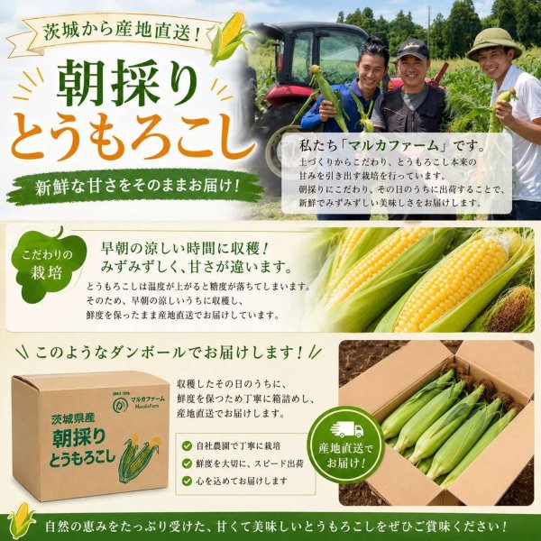 画像2: 【先行受付】マルカファームの朝採れ「とうもろこし」10本セット (2)