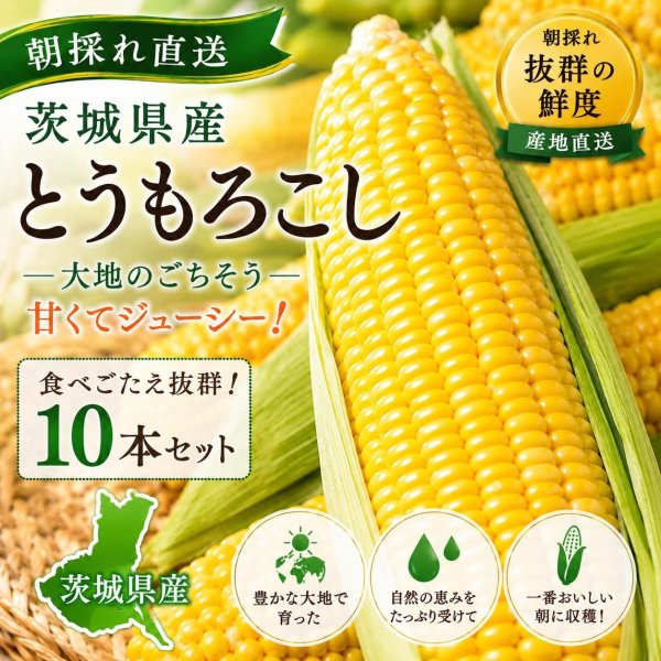 画像1: 【先行受付】マルカファームの朝採れ「とうもろこし」10本セット (1)