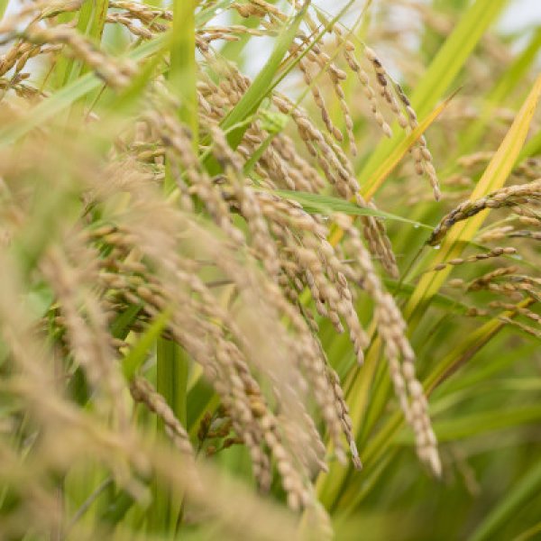 画像2: 茨城県産 コシヒカリ米 2025年新米 精米 5kg 国産 産地直送 お取り寄せ 炊きたて美味しい (2)