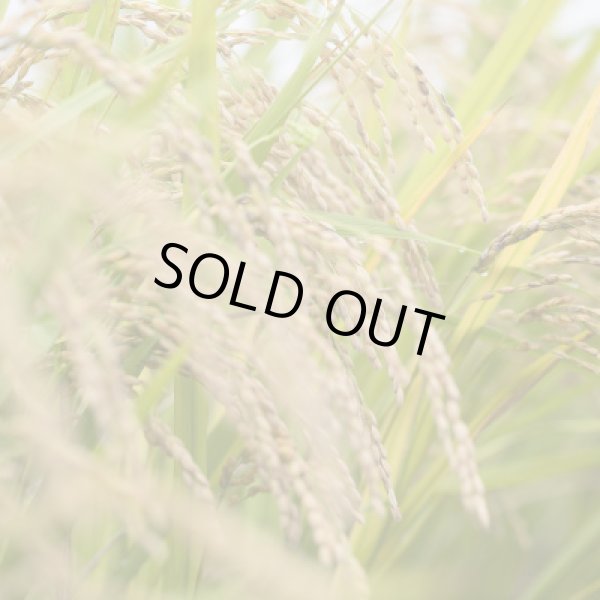 画像3: 茨城県産 ふくまる厳選米 2025年新米 精米 5kg 国産 産地直送 お取り寄せ 炊きたて美味しい (3)