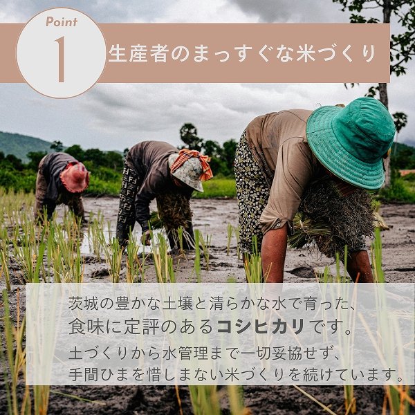 画像2: 茨城県産 コシヒカリ米 2025年新米 精米 国産 産地直送 お取り寄せ 炊きたて美味しい（5kg/10kg) (2)