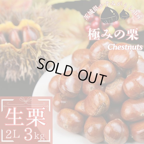 画像1: 茨城県かすみがうら市産 大粒生栗 2Lサイズ 約3kg［冷蔵便］国産和栗 秋限定 栗ごはん・スイーツ用にも最適！ (1)