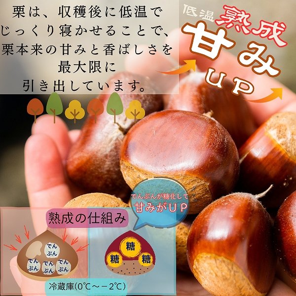 画像7: 茨城県かすみがうら市産 大粒生栗 2Lサイズ 約2kg［冷蔵便］国産和栗 秋限定 栗ごはん・スイーツ用にも最適！ (7)
