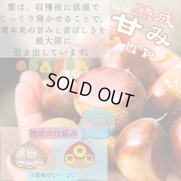 画像7: 茨城県かすみがうら市産 大粒生栗 2Lサイズ 約2kg［冷蔵便］国産和栗  栗ごはん・スイーツ用にも最適！ (7)