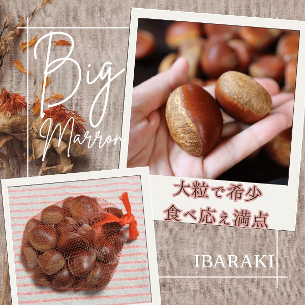 画像8: 茨城県かすみがうら市産 大粒生栗 2Lサイズ 約2kg［冷蔵便］国産和栗 秋限定 栗ごはん・スイーツ用にも最適！ (8)