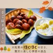 画像9: 茨城県かすみがうら市産 大粒生栗 2Lサイズ 約2kg［冷蔵便］国産和栗 秋限定 栗ごはん・スイーツ用にも最適！ (9)