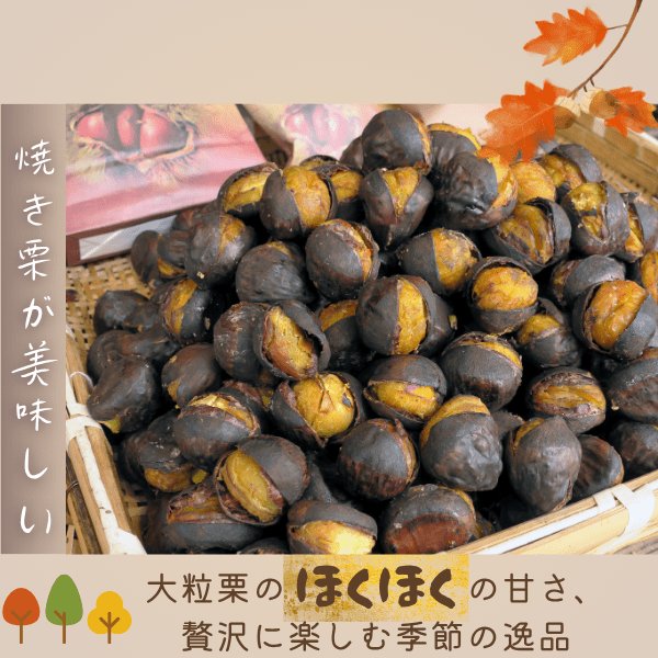 画像11: 茨城県かすみがうら市産 大粒生栗 2Lサイズ 約2kg［冷蔵便］国産和栗 秋限定 栗ごはん・スイーツ用にも最適！ (11)