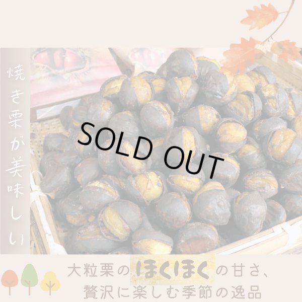 画像11: 茨城県かすみがうら市産 大粒生栗 2Lサイズ 約2kg［冷蔵便］国産和栗  栗ごはん・スイーツ用にも最適！ (11)