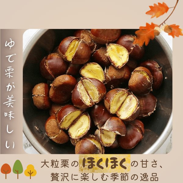 画像13: 茨城県かすみがうら市産 大粒生栗 2Lサイズ 約2kg［冷蔵便］国産和栗 秋限定 栗ごはん・スイーツ用にも最適！ (13)