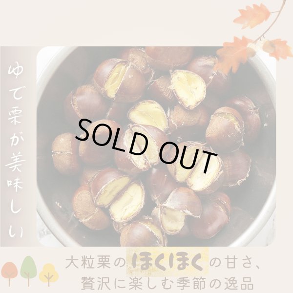 画像13: 茨城県かすみがうら市産 大粒生栗 2Lサイズ 約2kg［冷蔵便］国産和栗  栗ごはん・スイーツ用にも最適！ (13)