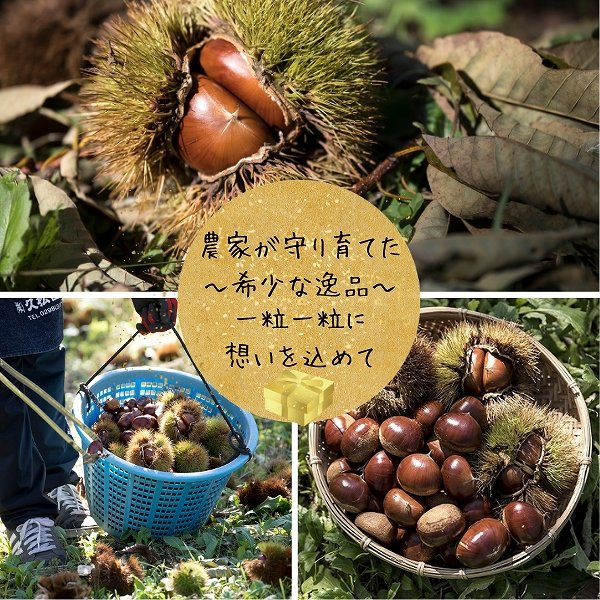 画像2: 茨城県かすみがうら市産 大粒生栗 2Lサイズ 約2kg［冷蔵便］国産和栗 秋限定 栗ごはん・スイーツ用にも最適！ (2)