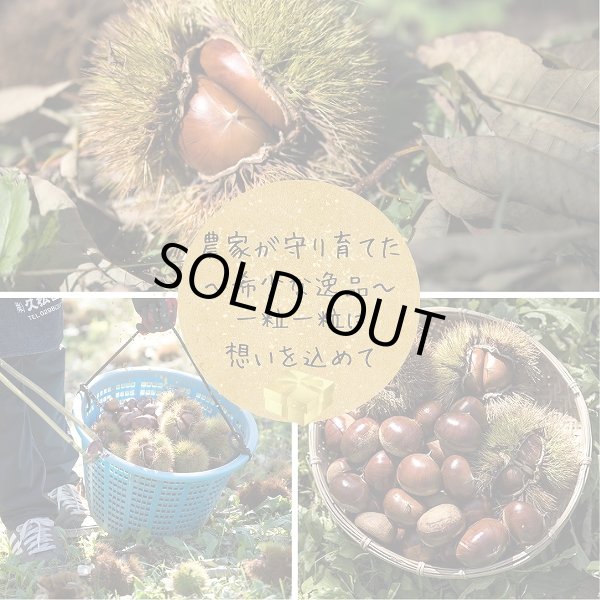 画像2: 茨城県かすみがうら市産 大粒生栗 2Lサイズ 約2kg［冷蔵便］国産和栗  栗ごはん・スイーツ用にも最適！ (2)