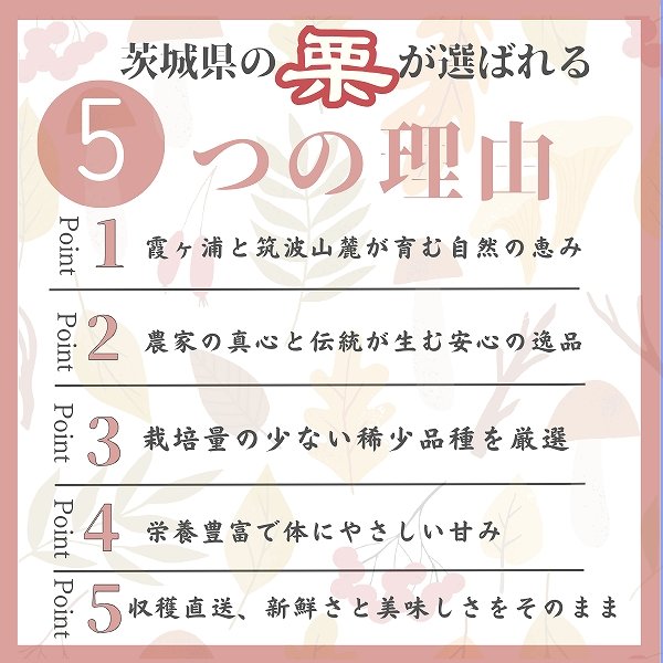 画像3: 茨城県かすみがうら市産 大粒生栗 2Lサイズ 約2kg［冷蔵便］国産和栗 秋限定 栗ごはん・スイーツ用にも最適！ (3)