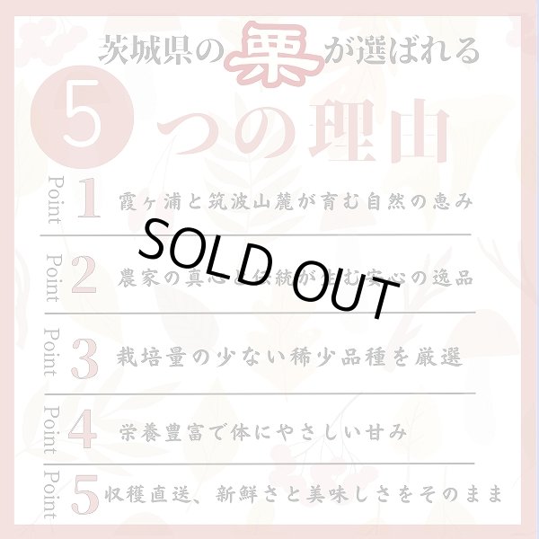 画像3: 茨城県かすみがうら市産 大粒生栗 2Lサイズ 約2kg［冷蔵便］国産和栗  栗ごはん・スイーツ用にも最適！ (3)