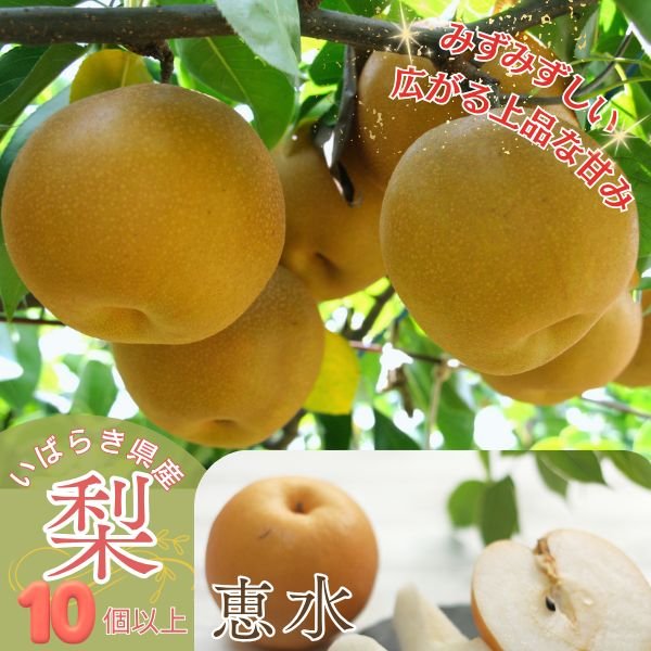 画像1: 茨城県産 梨 恵水（けいすい）濃厚な甘みとみずみずしい果汁産地直送 （10個以上） (1)
