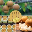 画像2: 【予約】茨城県産 梨 5kg 産地直送 おまかせ品種（10〜14個）※2Lサイズ (2)