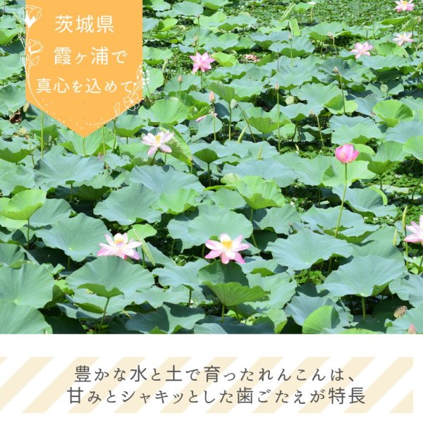画像3: れんこんチップス 無添加 いばらき県産 霞ヶ浦 茨城県産 国産 野菜 チップス おやつ おつまみ (3)