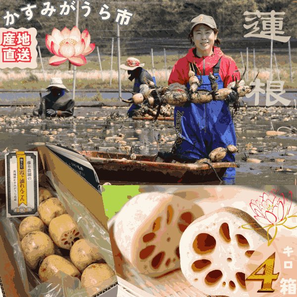 画像1: 【予約】肉厚でシャキシャキの食感と甘みが特徴　　掘りたて れんこん　4Kg(4〜7本) (1)