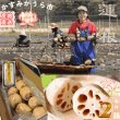 画像1: 【予約】肉厚でシャキシャキの食感と甘みが特徴　　掘りたて れんこん　2Kg(2〜4本) (1)