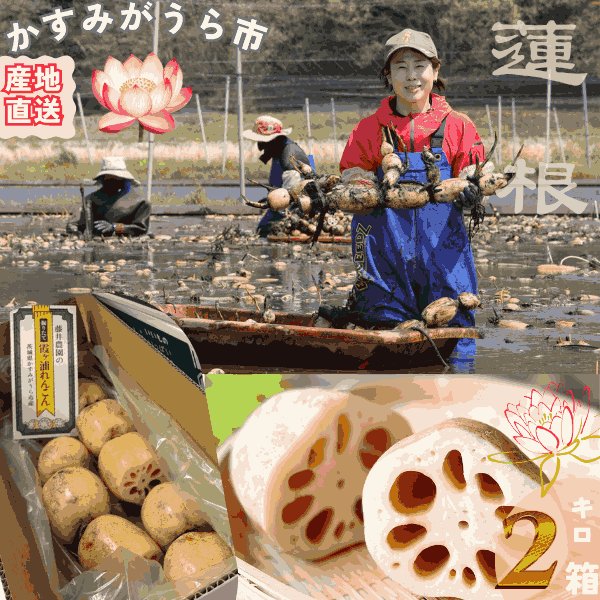 画像1: 【予約】肉厚でシャキシャキの食感と甘みが特徴　　掘りたて れんこん　2Kg(2〜4本) (1)