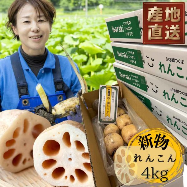 画像1: 【新物】かすみがうら市特産　肉厚でシャキシャキの食感と甘みが特徴　　掘りたて れんこん　4Kg(4〜7本) (1)