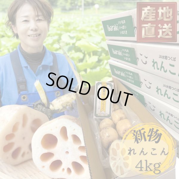 画像1: 【新物】かすみがうら市特産　肉厚でシャキシャキの食感と甘みが特徴　　掘りたて れんこん　4Kg(4〜7本) (1)