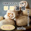 画像5: 【新物】かすみがうら市特産　肉厚でシャキシャキの食感と甘みが特徴　　掘りたて れんこん　4Kg(4〜7本) (5)