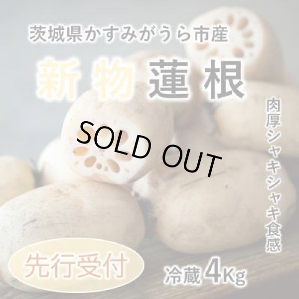 画像5: 【新物】かすみがうら市特産　肉厚でシャキシャキの食感と甘みが特徴　　掘りたて れんこん　4Kg(4〜7本) (5)