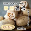 画像5: 【新物】かすみがうら市特産　肉厚でシャキシャキの食感と甘みが特徴　　掘りたて れんこん　2Kg(2〜4本) (5)