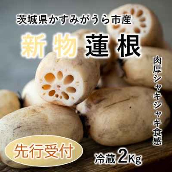 画像6: 茨城県産 掘りたてれんこん 2kg（2〜4本）新鮮 国産 肉厚 シャキシャキ 甘みのある秋冬野菜［産地直送］ (6)