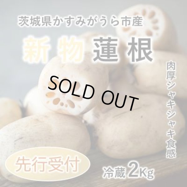 画像5: 【新物】かすみがうら市特産 肉厚でシャキシャキの食感と甘みが特徴  掘りたて れんこん 2Kg(2〜4本) (5)