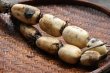 画像2: 【新物】かすみがうら市特産　肉厚でシャキシャキの食感と甘みが特徴　　掘りたて れんこん　2Kg(2〜4本) (2)