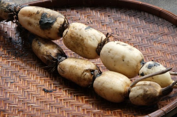 画像3: 茨城県産 掘りたてれんこん 2kg（2〜4本）新鮮 国産 肉厚 シャキシャキ 甘みのある秋冬野菜［産地直送］ (3)